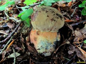 Klikni pro velký obrázek