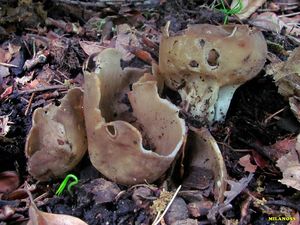 Kališník obecný - Helvella acetabulum (L.) Quél. 1874