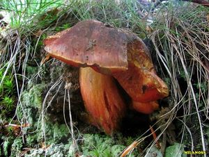 Klikni pro velký obrázek