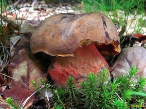 Klikni pro velký obrázek