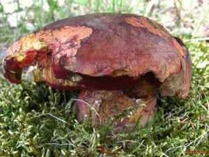 Klikni pro velký obrázek