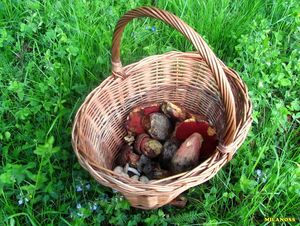 Klikni pro velký obrázek