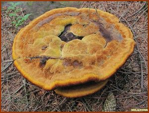 Hnědák Schweinitzův - Phaeolus schweinitzii (Fr.) Pat. 1900