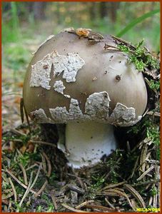 Muchomůrka šedivka - Amanita excelsa (Fr.) Bertill.  in Dechambre 1866