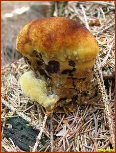 Hnědák Schweinitzův - Phaeolus schweinitzii (Fr.) Pat. 1900