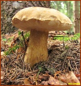 Klikni pro velký obrázek