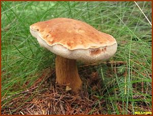 Hřib žlučník - Tylopilus felleus  (Bull.) P. Karst. 1881
