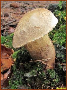 Klikni pro velký obrázek