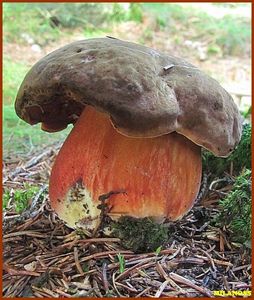 Klikni pro velký obrázek