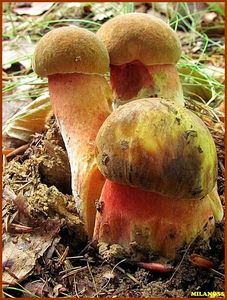 Klikni pro velký obrázek