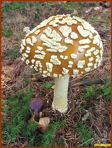 Muchomůrka královská - Amanita regalis