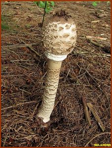 Bedla vysoká - Macrolepiota procera (Scop.) Singer 1948