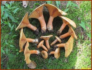Ryzec smrkový - Lactarius deterrimus Gröger 1968
