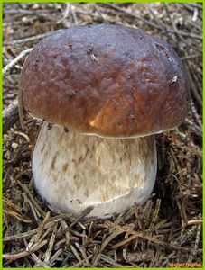 Klikni pro velký obrázek