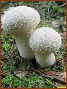 Pýchavka obecná - Lycoperdon perlatum Pers. 1796