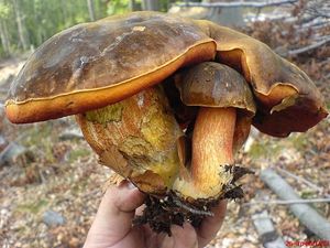 Klikni pro velký obrázek