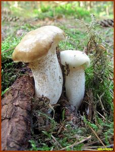 Klouzek bílý - Suillus placidus (Bonord.) Singer 1945