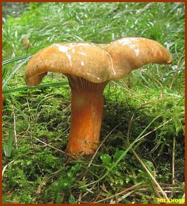 Ryzec smrkový - Lactarius deterrimus Gröger 1968