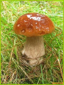 Klikni pro velký obrázek