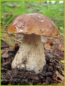 Klikni pro velký obrázek