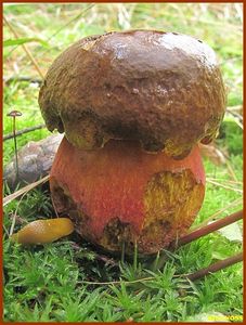 Klikni pro velký obrázek