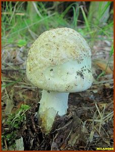 Muchomůrka citronová - Amanita mappa