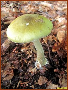 Muchomůrka zelená - Amanita phalloides (Vaill. ex Fr.) Link 1833