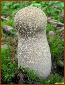 Pýchavka palicovitá - Lycoperdon excipuliforme (Scop.) Pers. 1801