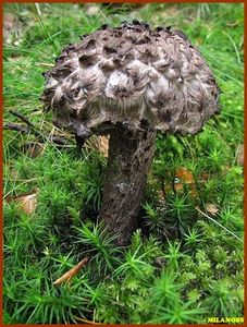 Šiškovec černý - Strobilomyces strobilaceus (Scop.) Berk.