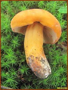 Ryzec syrovinka - Lactarius volemus (Fr.) Fr. 1838