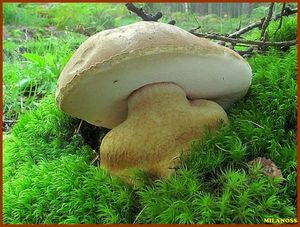 Hřib žlučník - Tylopilus felleus  (Bull.) P. Karst. 1881