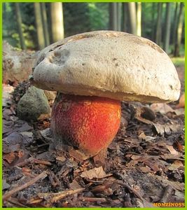 Klikni pro velký obrázek