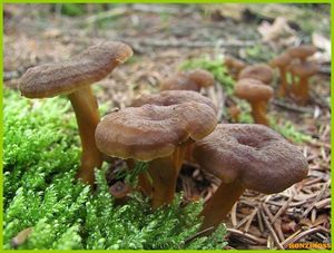 Klikni pro velký obrázek