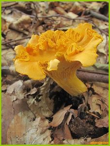 Liška obecná - Cantharellus cibarius Fr. 1821