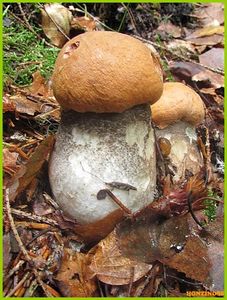 Klikni pro velký obrázek