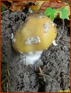 Muchomůrka slámožlutá - Amanita gemmata