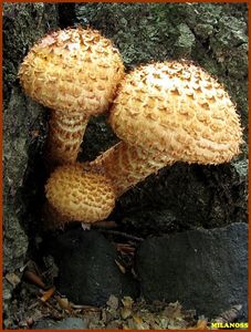 Šupinovka kostrbatá - Pholiota squarrosa