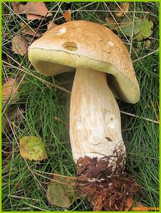 Klikni pro velký obrázek