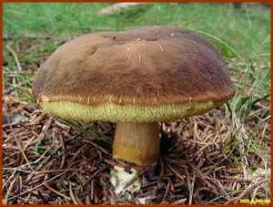 Klikni pro velký obrázek