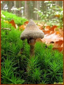 Pavučinec pelargoniový - Cortinarius flexipes (Pers.) Fr. 1838