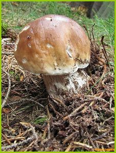 Klikni pro velký obrázek