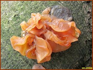 Rosolovka listovitá - Tremella foliacea