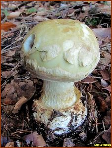 Muchomůrka citronová - Amanita mappa