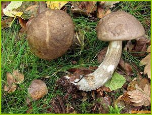 Klikni pro velký obrázek