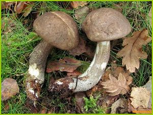 Klikni pro velký obrázek