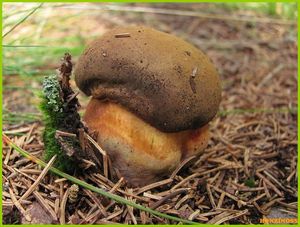 Klikni pro velký obrázek