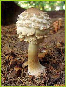 Bedla červenající - Chlorophyllum rachodes (Vittad.) Vellinga 2002