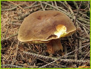 Klikni pro velký obrázek