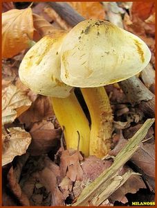 Klikni pro velký obrázek