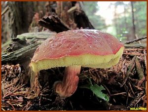 Klikni pro velký obrázek